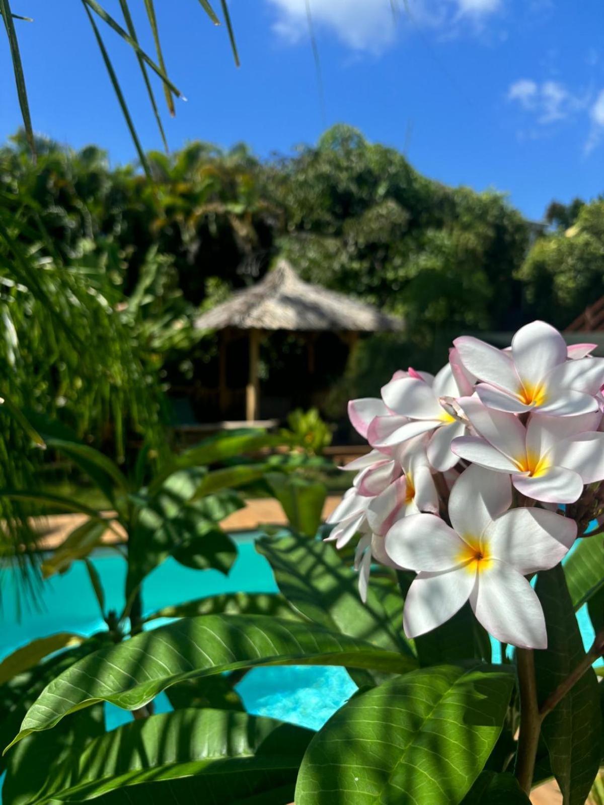 Le Petit Havre Tropical Guadeloupe, Gite, Massages & Spa Сен-Франсуа Экстерьер фото